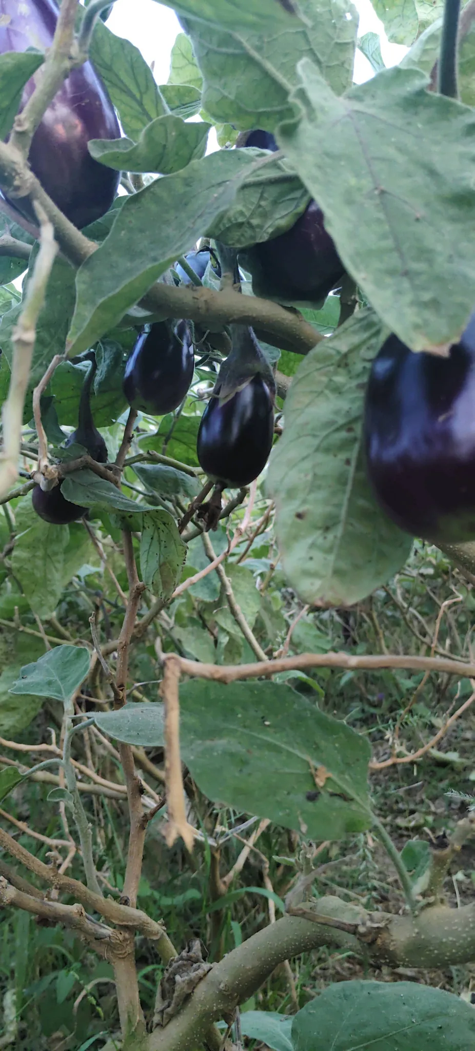 Fresh farm ingredients used by Kana No Rotlo