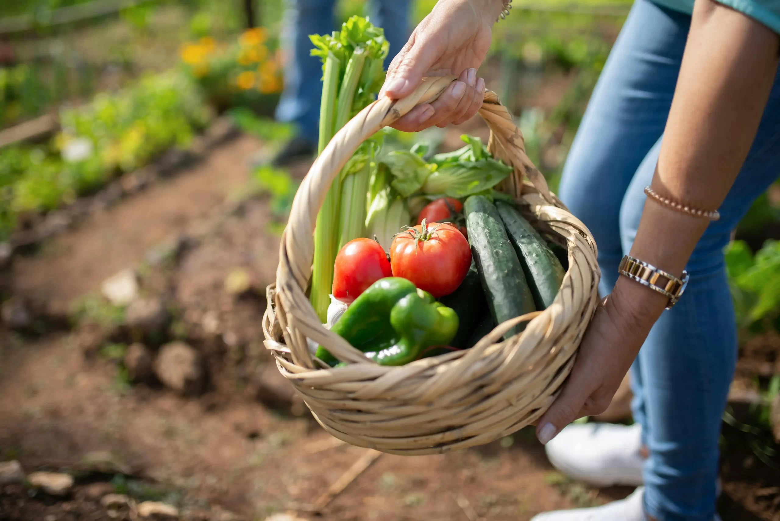 Farm-fresh organic vegetables, cooked and served with authentic Gujarati love.